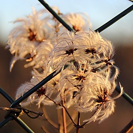 開花,太陽,廠