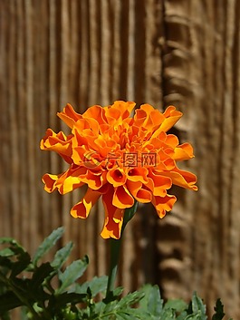花,美,橙色