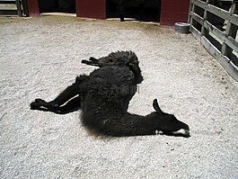 亞伊馬火山,睡眠,動(dòng)物園