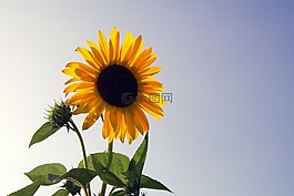 向日葵,花,黃色