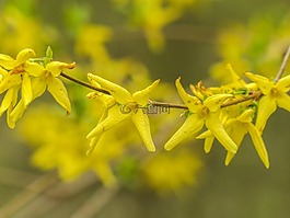 forsythie,黄色,开花