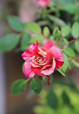 開花,粉紅色,玫瑰