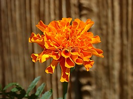 花,美,橙色