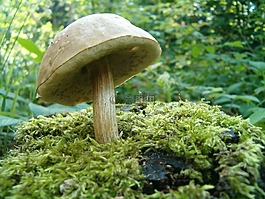 蘑菇,性質(zhì),森林