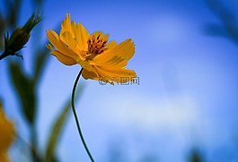爆,黄色的花,性质