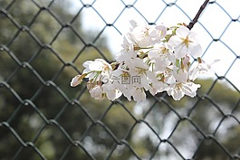 樱花,网球场,网栏