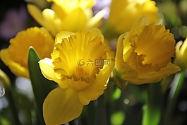 黃色的花朵,黃水仙,osterglocken
