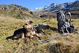 徒步旅行,狗,背包