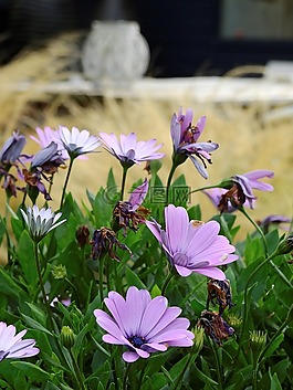 花,開(kāi)花,草