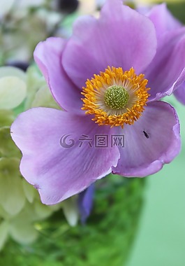 花花園,花園,夏花