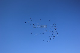 天空,鳥群,飛翔
