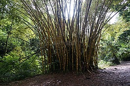 竹,森林,夏威夷