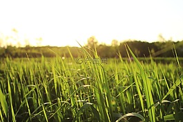 綠色,草叢,風景