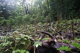 夏威夷,熱帶,雨林
