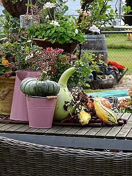 花,開(kāi)花,花園