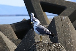 動物,海,海灘