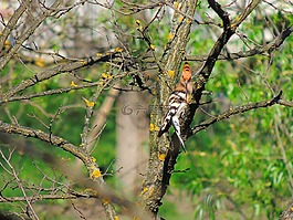 戴勝,鳥,動物群