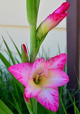 花,唐菖蒲,粉红色