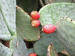 花椒梨,水果,荊棘