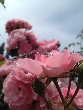 玫瑰,鮮花,花的