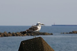 動(dòng)物,海,海灘