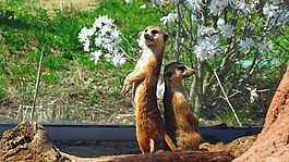 貓鼬,動物,哺乳動物