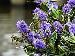 花,開花,紫
