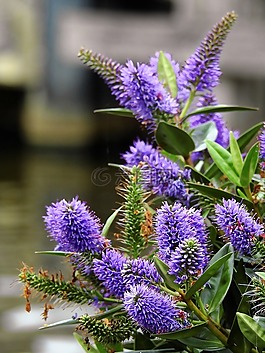 花,開(kāi)花,紫