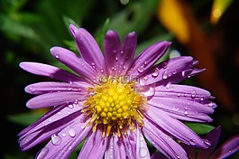 野花,開花,紫