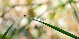 葉草,蜻蜓,昆蟲