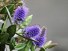 花,開花,紫