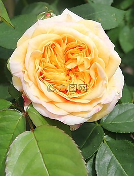 填充的玫瑰,豐花,開花