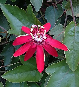 花,紅色激情花,西番蓮花