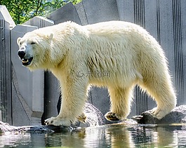 白熊,動物,動物園