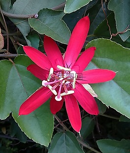 花,紅色激情花,西番蓮花