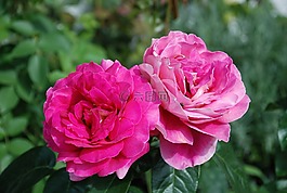 玫瑰,花,粉色