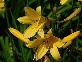 黃色,百合,花