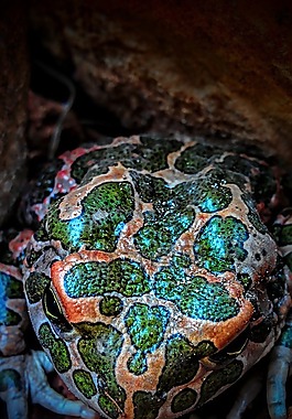 青蛙,動物,兩棲類