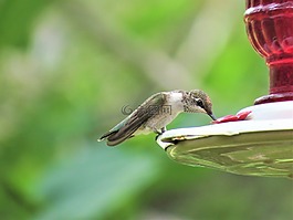 鳥,蜂鳥,野生動物