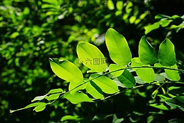 葉子,綠色,普通楓木