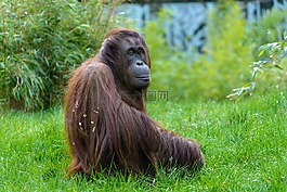 動(dòng)物,猴子,動(dòng)物園