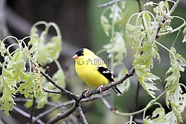 鳥,金翅雀,禽