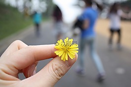 鮮花,旅行,蒲公英