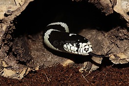 加利福尼亞州 getula,鏈瞎扯,蛇