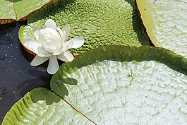 水中百合,白花,花卉