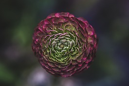 黑暗,模糊,花