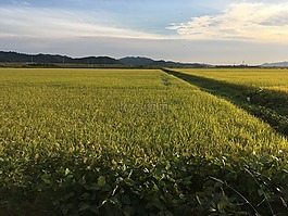 稻田,秋季,在秋天