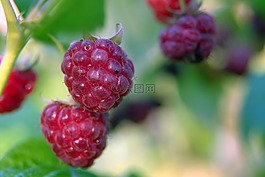 覆盆子,红色,水果