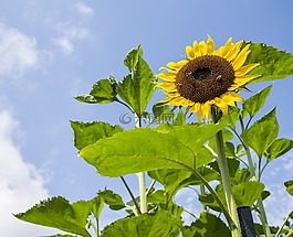 向日葵,夏天,性質(zhì)