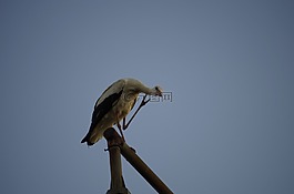 鸛,鳥,性質(zhì)
